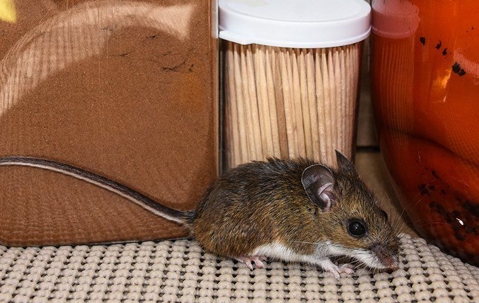mouse hiding by a container of tooth picks