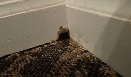 Chew Hole From Adjoining Garage