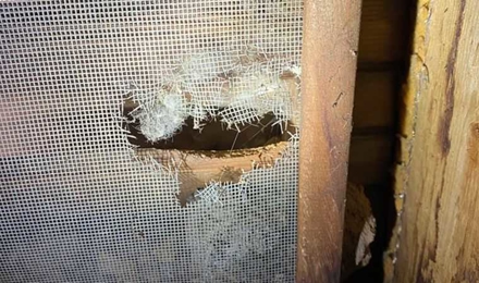 Gable Vent Screen Compromised