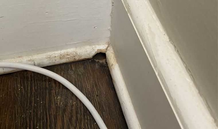 Chew Hole into House