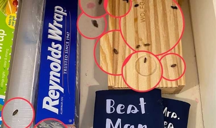 Mouse droppings in kitchen drawer. Magnified