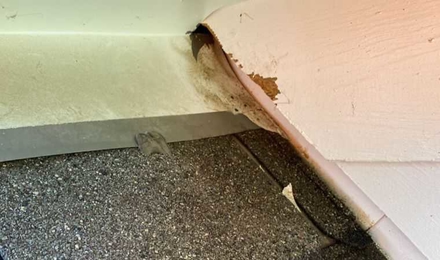 Active Entry Point of Mice, 3 Stories Up