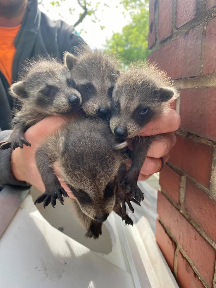 Baby Raccoon Season Is Here – What You Need to Know About Raccoon ...