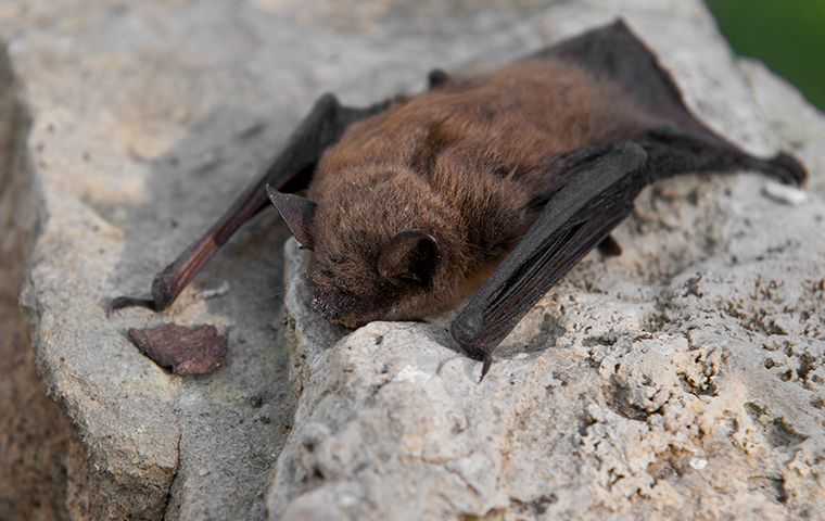 Bat