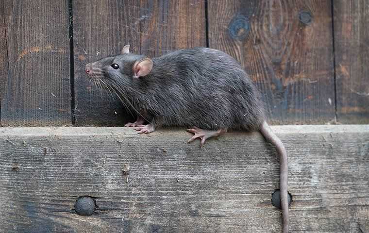 Rat